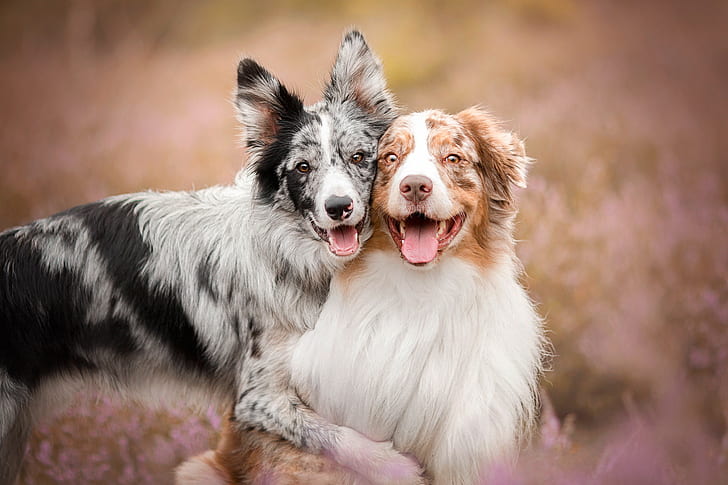 Anjing, Anjing, Gembala Australia, Border Collie, Pet, Wallpaper HD