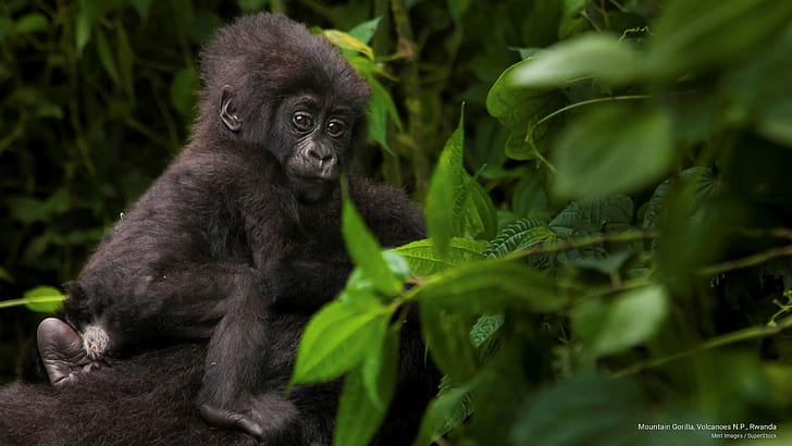 Горная горилла, вулканы Н.П., Руанда, животные, HD обои