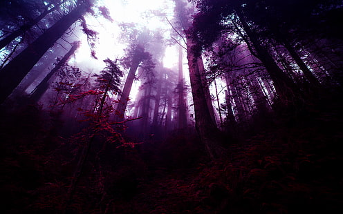 дървета илюстрация, гора, фентъзи изкуство, фото манипулация, лилаво, дървета, мъгла, HD тапет HD wallpaper