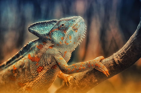 Kameleont, reptil, kameleont, reptil, ödla, gren, färg, s, bästa s, HD tapet HD wallpaper