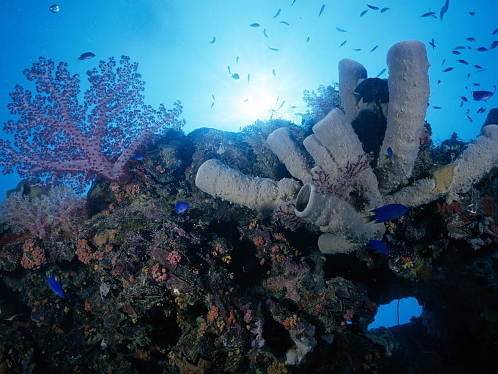 мъжка бяла и черна риза-рокля, създание, море, под вода, природа, корали, морски анемонии, риби, HD тапет