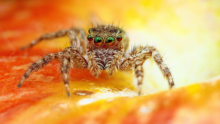 photography, 1920 x 1080, Scary, spider, hd wallpares, 4K, HD wallpaper