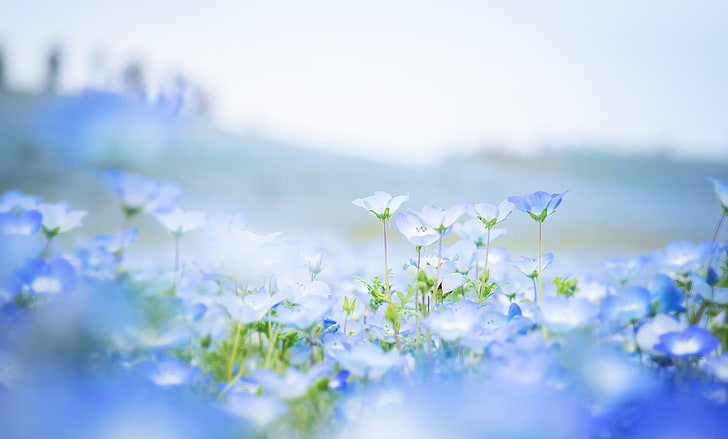 flores azuis, campo, flores, pétalas, borrão, azul, Nemophila, HD papel de parede