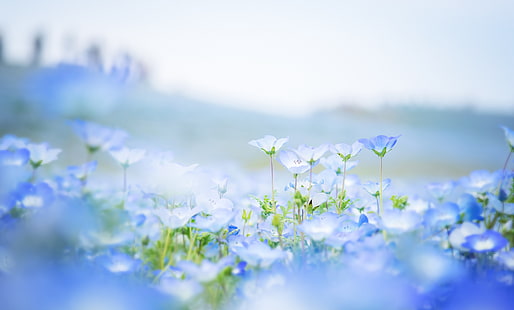 niebieskie kwiaty, pole, kwiaty, płatki, rozmycie, niebieski, Nemophila, Tapety HD HD wallpaper