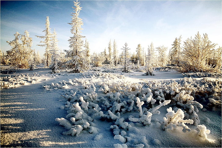 снег, пейзаж, зима, сосны, природа, HD обои