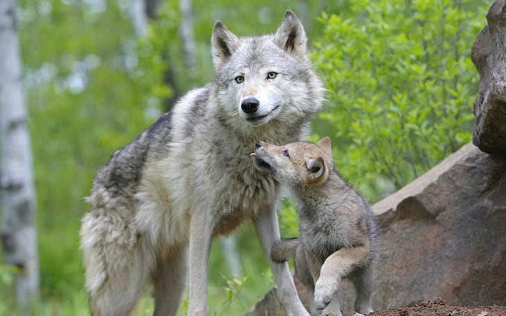 Mother Cub, white and gray wolves, dogs, nature, mother, beautiful, cute, trees, animals, wolf, HD wallpaper