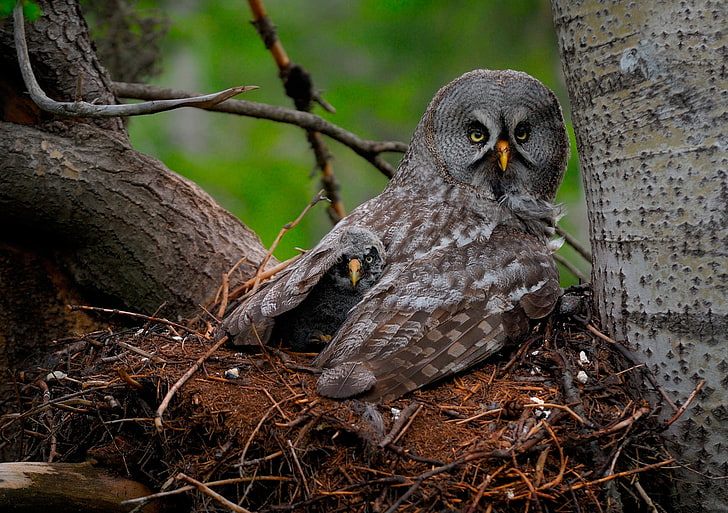 gray owl, great gray owl, owl, chick, baby, wings, predator, HD wallpaper