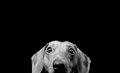 Dachshund, foto em escala de cinza de dachshund, preto e branco, Dachshund, HD papel de parede HD wallpaper