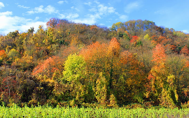 autunno, alberi sfondi, foresta, erba, scaricare autunno 3840x2400, Sfondo HD