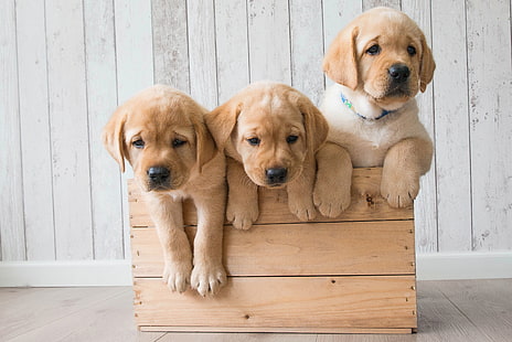 Golden Retriever, 4K, Cute puppies, HD wallpaper HD wallpaper