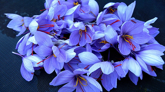 син шафран минзухар цветя, шафран, 4k, HD тапет, цветя, пролет, HD тапет HD wallpaper