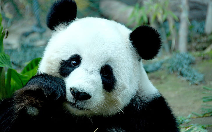 Orso panda triste, orso panda, Sfondo HD