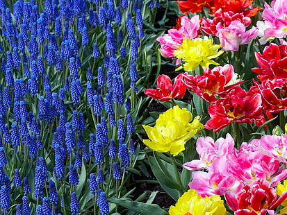 коллаж с цветами в виде колокольчиков разных цветов, мускари, тюльпаны, течет, цветы, клумба, весна, HD обои HD wallpaper