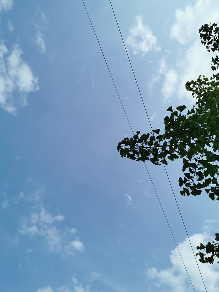 nubes, minimalismo, cielo, árboles, cable eléctrico, Fondo de pantalla HD, fondo de pantalla de teléfono