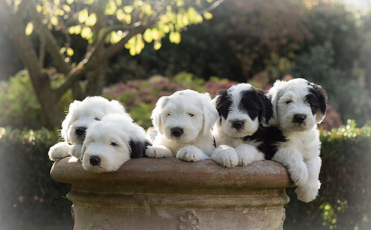 dogs, puppies, Bobtail, The old English Sheepdog, HD wallpaper