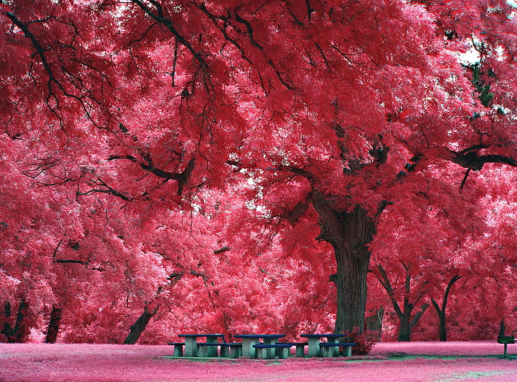 Романтический парк, Розовые лиственные деревья, Мило, Природа, Розовый, Деревья, Скамейка, Парк, Открытый, Романтический, HD обои