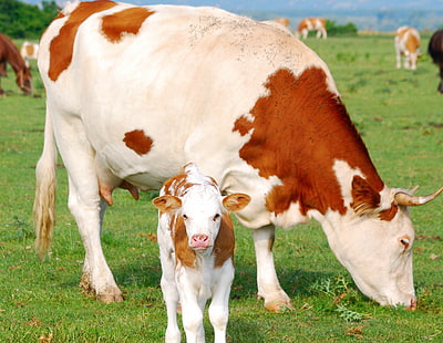 วัวและลูกวัวสีขาวและสีน้ำตาล, ลูกวัว, วัว, ทุ่งหญ้า, วอลล์เปเปอร์ HD HD wallpaper