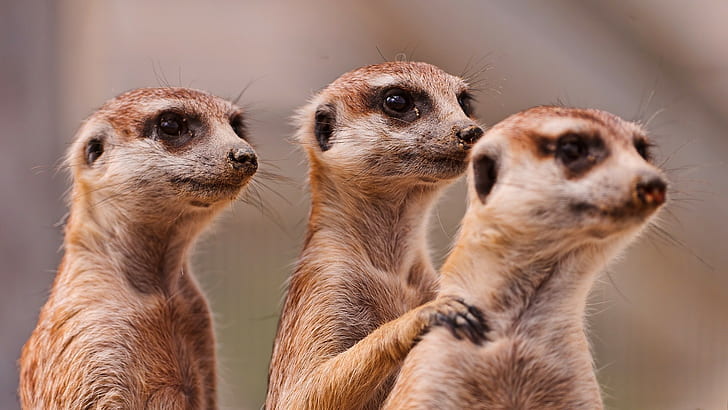 Meerkats, Three, Family, Animals, HD wallpaper