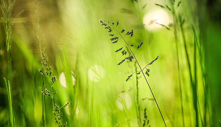 greens, summer, grass, glare, meadow, a blade of grass, bokeh, HD wallpaper