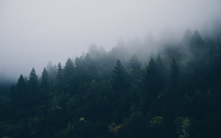 forest, mist, spruce, HD wallpaper