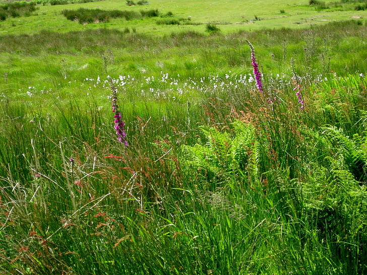 Wild Foxglove การถ่ายภาพธรรมชาติหญ้าดอกไม้ทิวทัศน์ที่สวยงามธรรมชาติและภูมิทัศน์, วอลล์เปเปอร์ HD