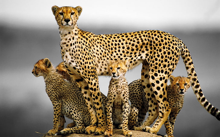 кафява и черна леопардова щампа възглавница, животни, гепарди, бебета животни, малки, HD тапет