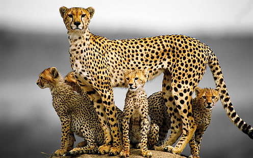 cojín de estampado de leopardo marrón y negro, animales, guepardo, crías, cachorros, Fondo de pantalla HD HD wallpaper