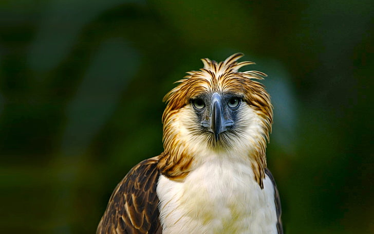 Aves, Águila Filipina, Pájaro, Colorido, Verde, Fondo de pantalla HD