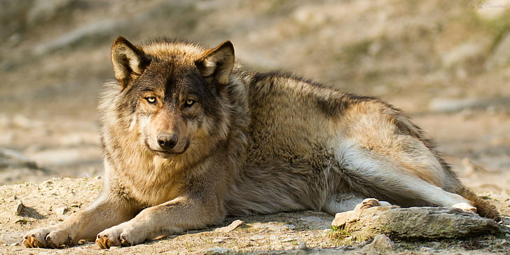 Tiere, Säugetiere, Wolf, HD-Hintergrundbild
