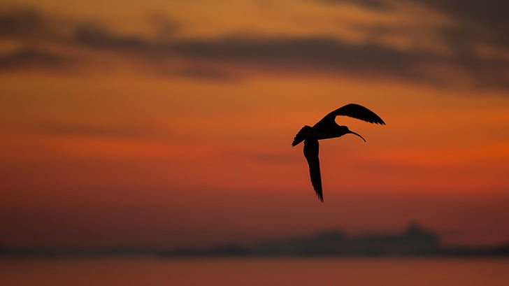 Curlew, sunset, silhouette, background, silhouette, sunset, Curlew, HD wallpaper