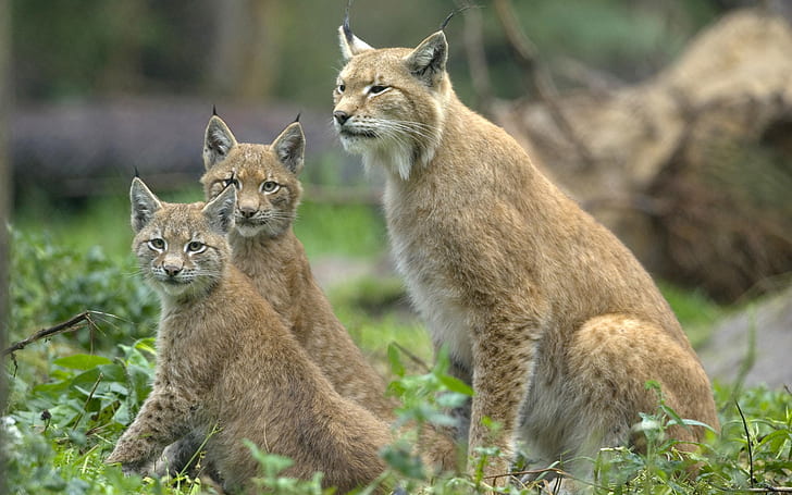 Three wild lynx cat, eyes looking, Three, Wild, Lynx, Cat, Eyes, Looking, HD wallpaper