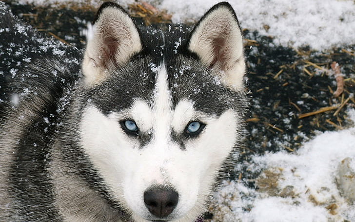 Siberian Wolf, HD tapet