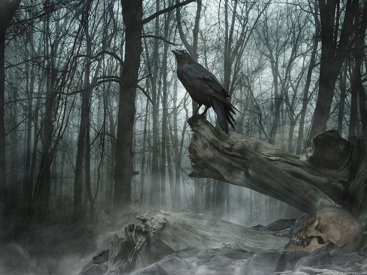 Crow animal, Dark, Animal, Fog, Raven, Skull, HD wallpaper | Wallpaperbetter