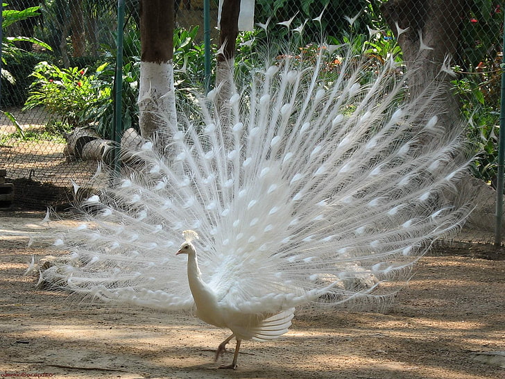 pavo real blanco, pavo real, pájaro, plumas, macho, período de apareamiento, Fondo de pantalla HD