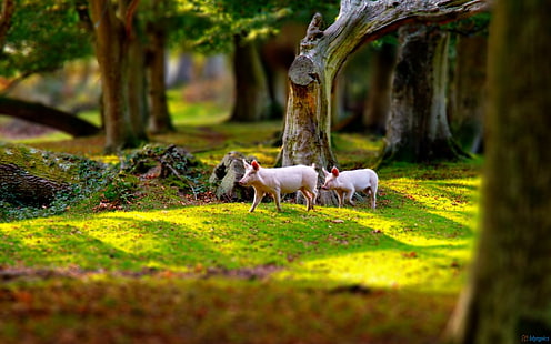 Прасета в тревисто поле, две бели прасета, прасета, животни, полета, трева, прасета, HD тапет HD wallpaper