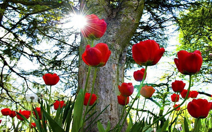 ภาพพื้นหลังเดสก์ท็อปที่สวยงาม Widescreen Red Tulip Flower Wallpaper Hd, วอลล์เปเปอร์ HD