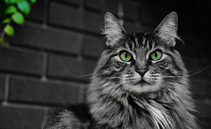 白と黒の猫 猫 目 口ひげ 顔 ふわふわ 緑 Hdデスクトップの壁紙 Wallpaperbetter