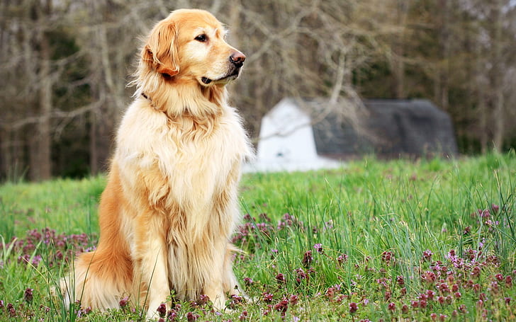 Собака стоит в траве, золотистый ретривер, Собака, Стоя, Трава, HD обои