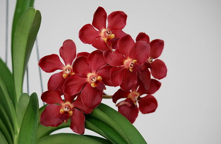 Orquídeas rojas HD fondos de pantalla descarga gratuita | Wallpaperbetter