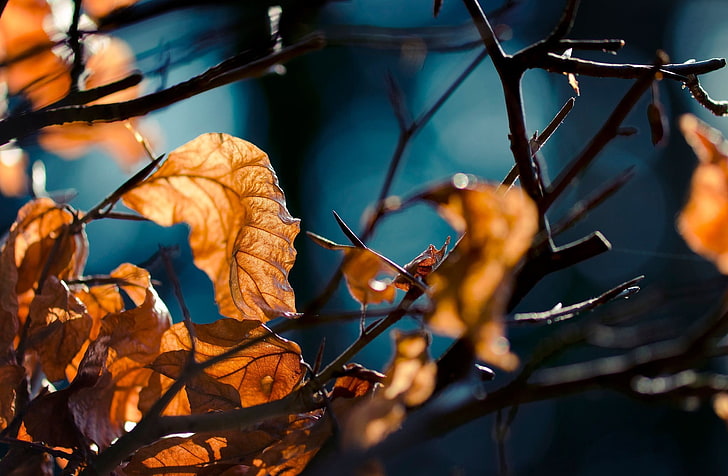 коричневые листья, крупным планом фото коричневые листья, листья, природа, глубина резкости, осень, веточки, растения, HD обои