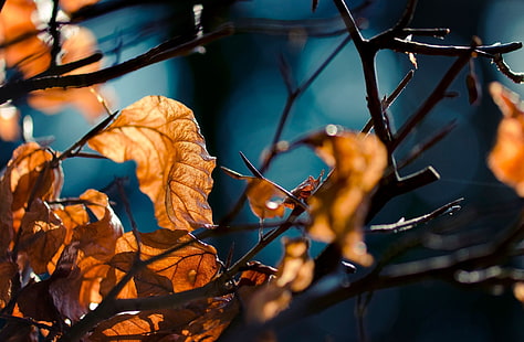 braune Blätter, Nahaufnahmefoto von braunen Blättern, Blättern, Natur, Schärfentiefe, Fall, Zweigen, Pflanzen, HD-Hintergrundbild HD wallpaper