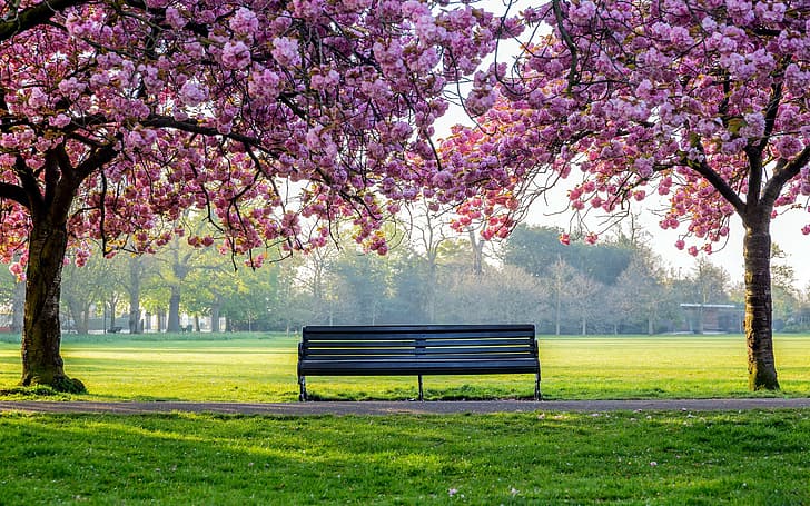 cherry blossom, park, nature, bench, HD wallpaper