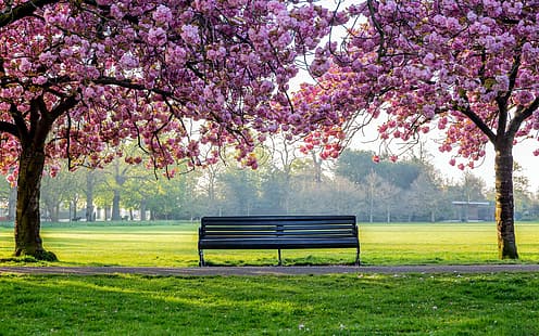 flor de cerezo, parque, naturaleza, banco, Fondo de pantalla HD HD wallpaper
