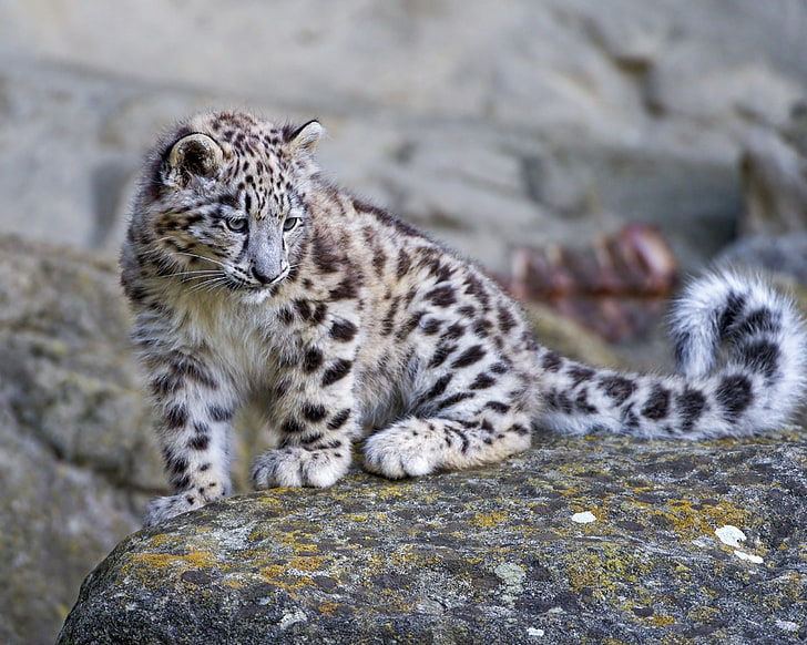 черно-бял леопард, снежен леопард, голяма котка, месоядно животно, камъни, мъх, HD тапет