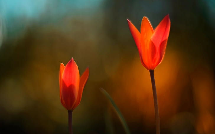 Flower Macro Blur HD, two red tulips, nature, flower, macro, blur, HD wallpaper