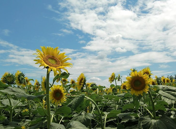 bunga matahari kuning, bunga matahari, bidang, langit, cerah, musim panas, Wallpaper HD
