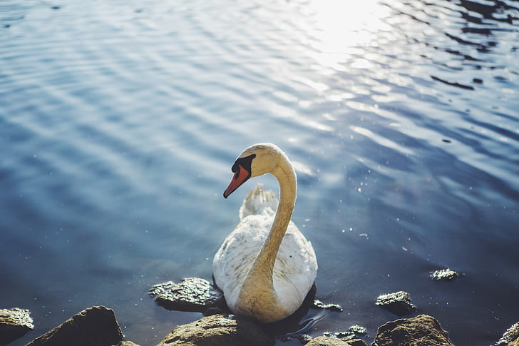 white swan, swan, bird, water, HD wallpaper