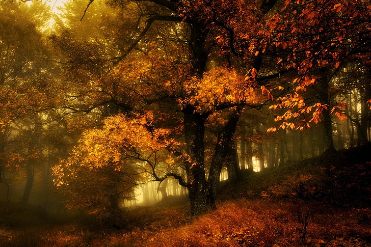 autunno, caduta, foilage, paesaggio, falda, foglie, natura, albero, Sfondo HD