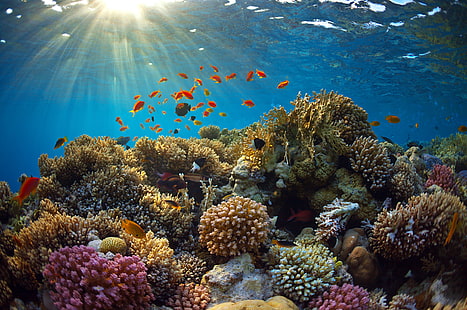 zwierzęta, korale, ryby, światło, promienie, podwodny świat, Tapety HD HD wallpaper