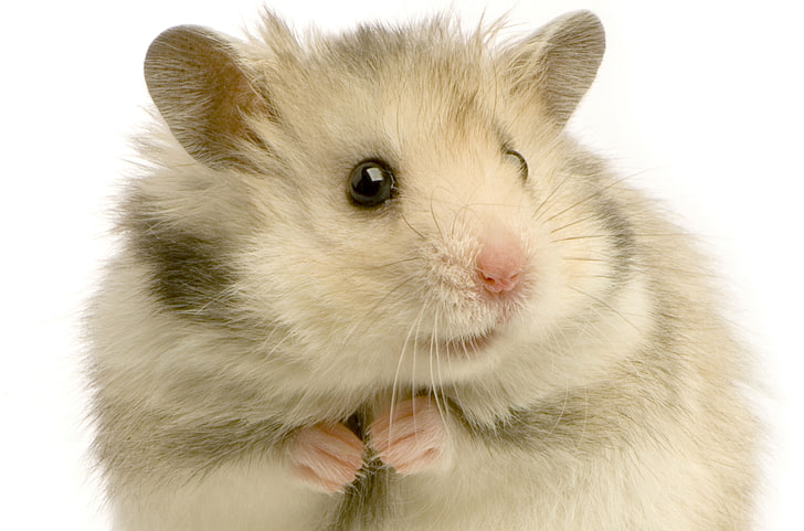 roedor branco e cinza, hamster, roedor, penas, fundo branco, HD papel de parede